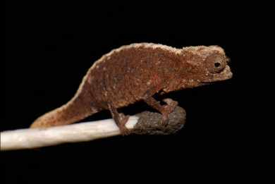 Najmniejsze zwierzęta świata #1 Brookesia Micra