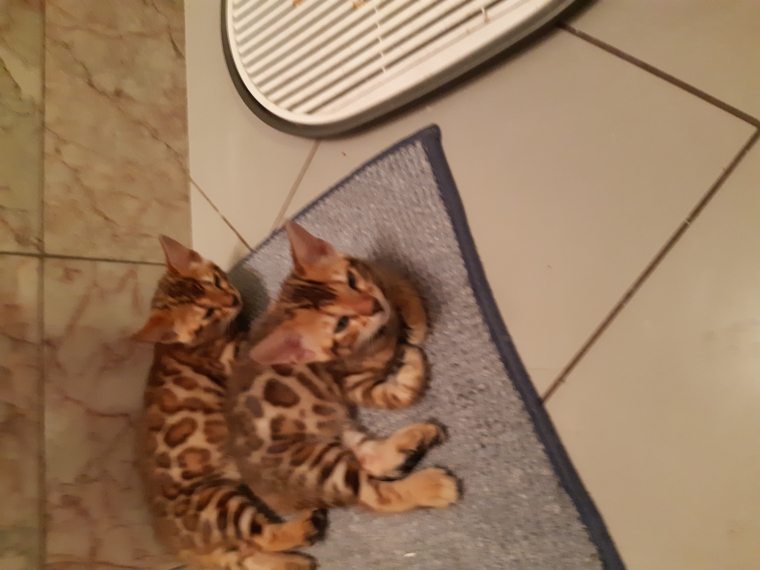 Bengalski kot - są sliczne rozetowe kocięta