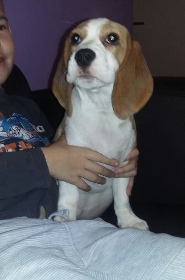 Beagle z rodowodem  ZKwP/FCI