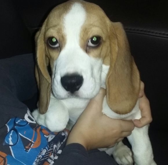 Beagle z rodowodem  ZKwP/FCI