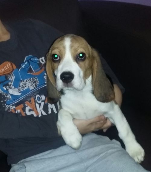 Beagle z rodowodem  ZKwP/FCI