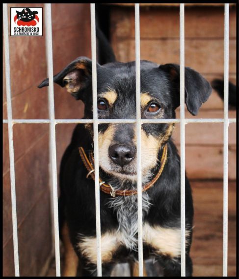 Pies do adopcji